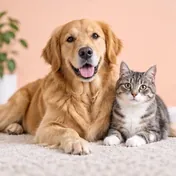 Chien et chat